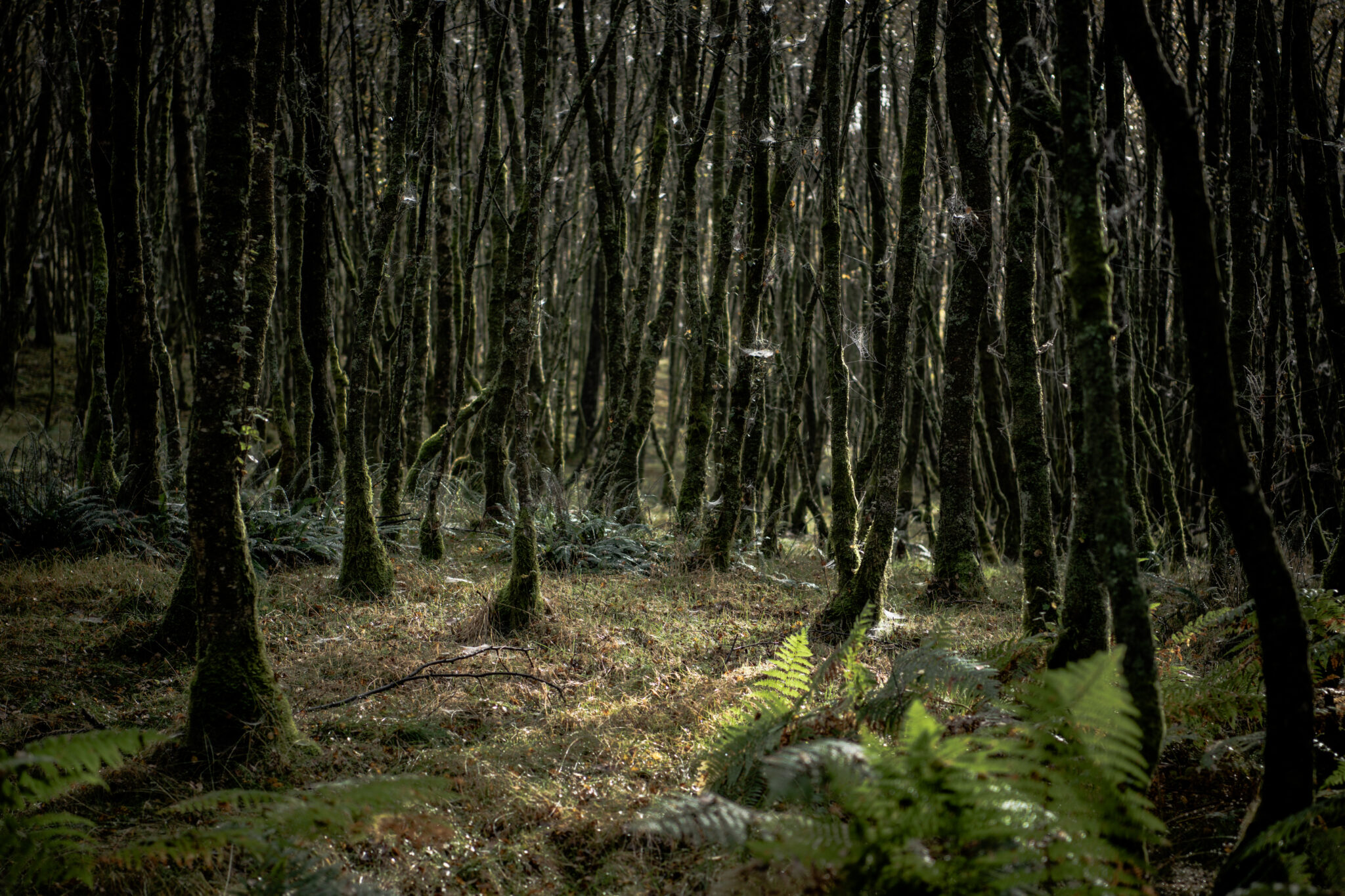 Habitats - Tarras Valley Nature Reserve